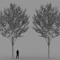 Two Arbor Trees With Lush Green Leaves And Straight Trunks Under Person Silhouette