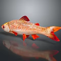 Red Orange Aquatic Fish with Shiny Scales Vibrant Fins on Gray Background and Reflection