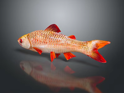 Red Orange Aquatic Fish with Shiny Scales Vibrant Fins on Gray Background and Reflection 3d model