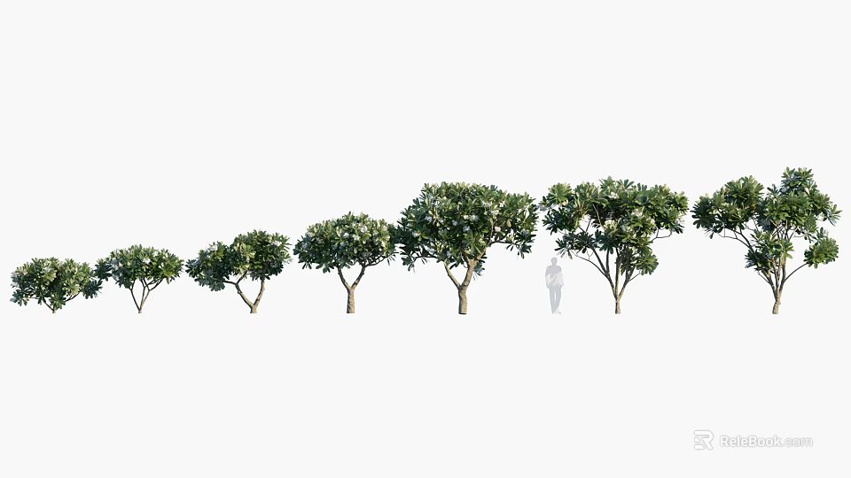 Arbor Trees in Different Growth Stages Displayed with Human Figure for Scale Reference 3d model 