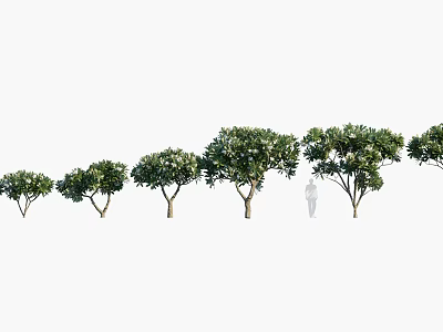 Arbor Trees in Different Growth Stages Displayed with Human Figure for Scale Reference 3d model