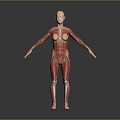 Human Anatomical Model Displaying Detailed Muscular Structure Of Limbs And Torso