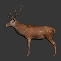 Brown Deer With Large Antlers Standing On Black Reflective Surface 3d model