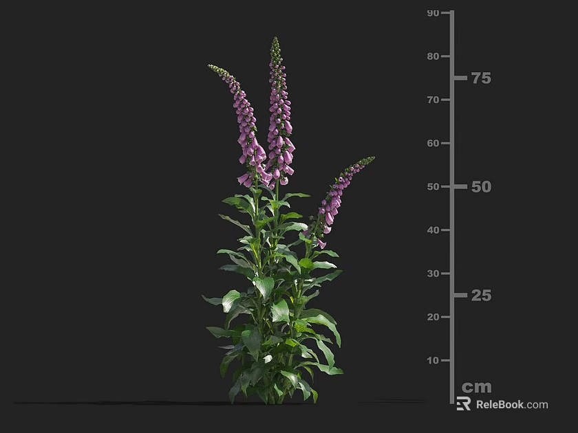 Purple Flowering Plant With Green Leaves And Height Measurement From 25 To 75 Cm 3d model 