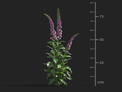 Purple Flowering Plant With Green Leaves And Height Measurement From 25 To 75 Cm 3d model