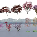 Colorful Arbor Trees With Various Leaf Colors And Diverse Species