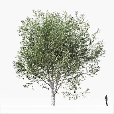 Tall Tree With Lush Green Foliage And Thick Trunk Beside Human Figure 3d model