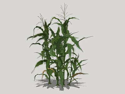 Lush Green Corn Plants With Healthy Leaves And Strong Stalks Growing In Nature 3d model