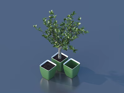 Green Leafy Bonsai Plant In Modern Green Square Pots For Home Decor 3d model