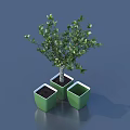 Green Leafy Bonsai Plant In Modern Green Square Pots For Home Decor