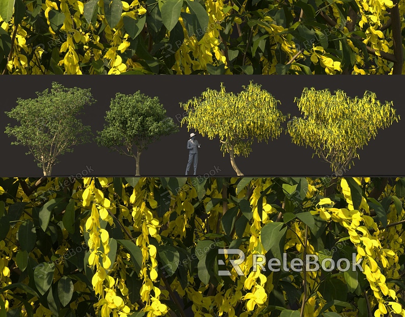 Alpine golden chain flower tree cluster tree pool greening solitary planting landscape sketch model