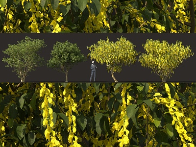 Alpine golden chain flower tree cluster tree pool greening solitary planting landscape sketch model