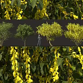 Alpine golden chain flower tree cluster tree pool greening solitary planting landscape sketch 3d model