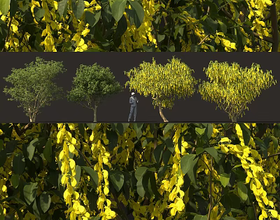 Various Types Of Decorative Shrubs With Yellow Foliage And Diverse Shapes For Landscape Design 3d model