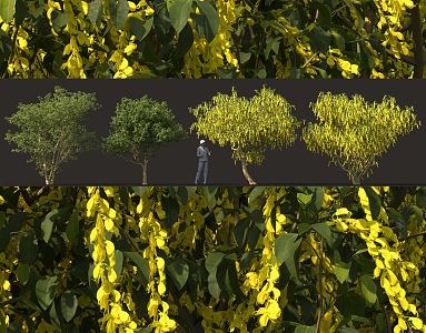 Alpine golden chain flower tree cluster tree pool greening solitary planting landscape sketch 3d model