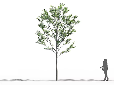 Tall Arbor With Green Leaves And Straight Trunk Beside Silhouette Of Person 3d model