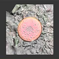Pink Spotted Mushroom with White Stem on Green Moss Dry Leaves Square Mat Black Background