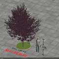 Purple Leaf Plum Tree 8 Meters Tall with Circular Green Lawn and Gray Square Paving