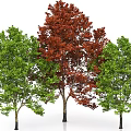 Three Arbor Trees Featuring Green And Red Lush Vibrant Foliage 3d model