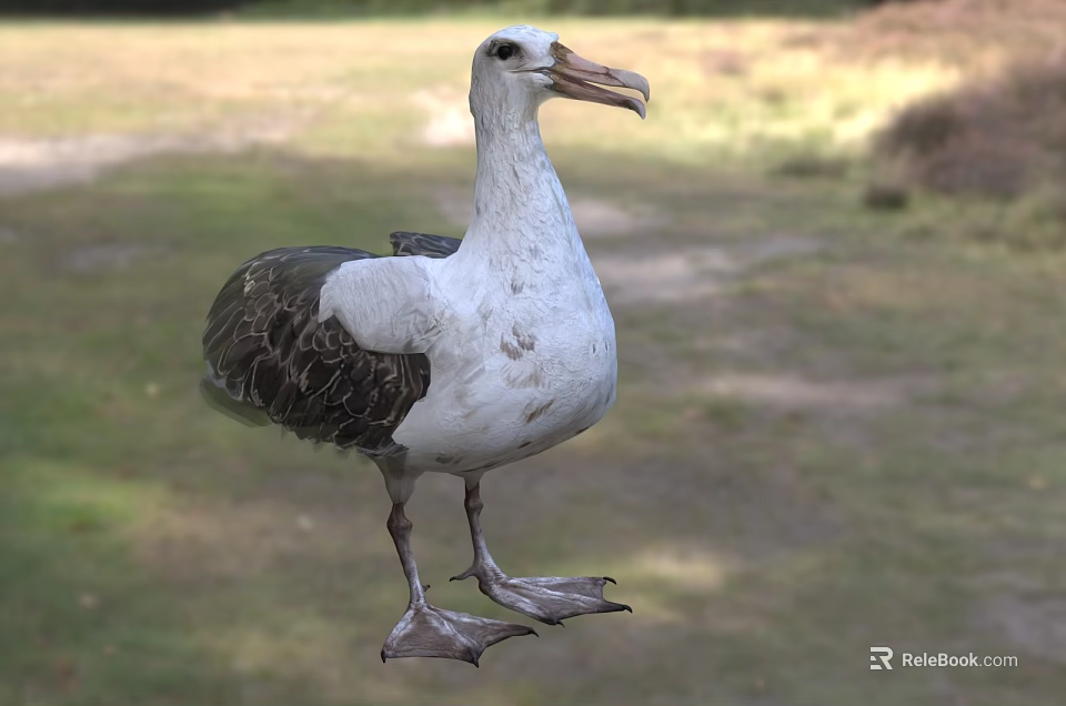 White And Gray Seabird With Long Beak Standing On Grass In Natural Setting 3d model 