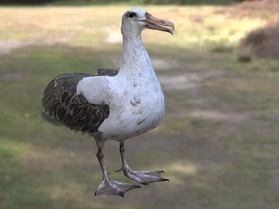 White And Gray Seabird With Long Beak Standing On Grass In Natural Setting 3d model