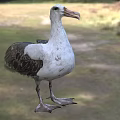 White And Gray Seabird With Long Beak Standing On Grass In Natural Setting