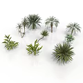 Diverse Collection of Various Plants Including Palm Trees Ferns and Leafy Greens on White Background
