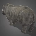 Detailed Realistic Rhinoceros 3D Model in Standing Pose on Gray Background