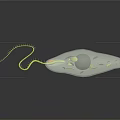 Green Leaf Shaped Euglena With Yellow Flagellum And Transparent Texture On Black Background With Reflection