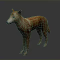 Orange And White Dingo With Short Fur Standing On Gray Background