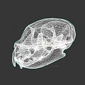 Detailed Feline Animal Skull With Sharp Canine Teeth On Dark Background