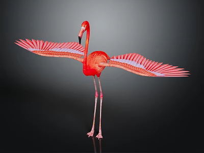 Red Flamingo With Spread Vibrant Feathers Standing On Long Legs Against Dark Background 3d model