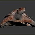 Red And White Textured Sea Turtle 3D Model On Dark Reflective Background