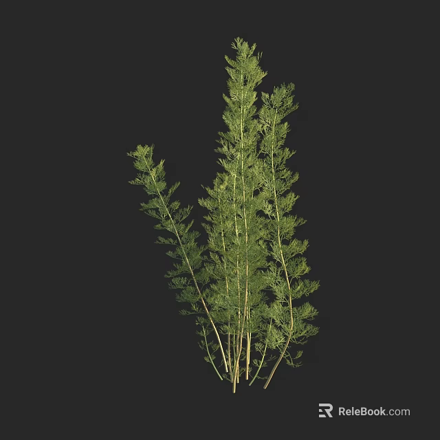 Tall Indoor Green Plant With Bushy Lush Leaves And Slender Stems 3d model 