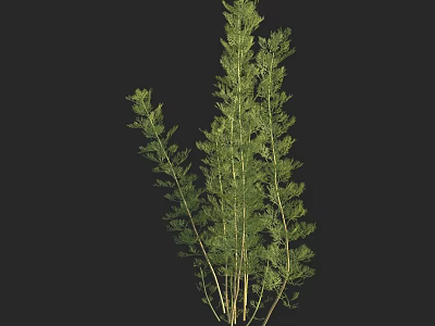 Tall Indoor Green Plant With Bushy Lush Leaves And Slender Stems 3d model