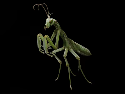 Green Praying Mantis Standing On Black Background With Extended Forelegs 3d model