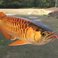 Vibrant Aquatic Animal With Golden Scales And Red Fins In Natural Habitat