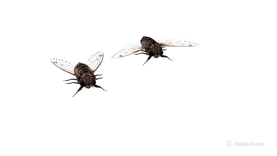 Two Flying Cicadas With Transparent Wings And Dark Striped Bodies 3d model 