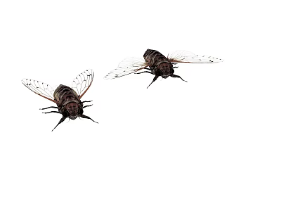 Two Flying Cicadas With Transparent Wings And Dark Striped Bodies 3d model