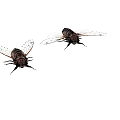 Two Flying Cicadas With Transparent Wings And Dark Striped Bodies