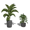 Green Leafy Potted Plants in Two Sizes Displayed with Gray Ceramic Pots 3d model