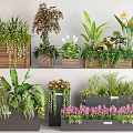 Beautiful Plant Combination With Various Green And Flowering Plants In Wooden Boxes And Pots