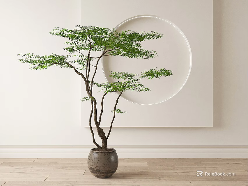 Indoor Bonsai Tree With Curved Trunk In Dark Ceramic Pot And White Wall Circular Cutout 3d model 