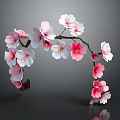 Pink and White Cherry Blossom Branch Featuring Delicate Flowers and Curved Twigs