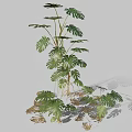 Indoor Monstera Plant with Large Split and Perforated Leaves and Lush Green Foliage