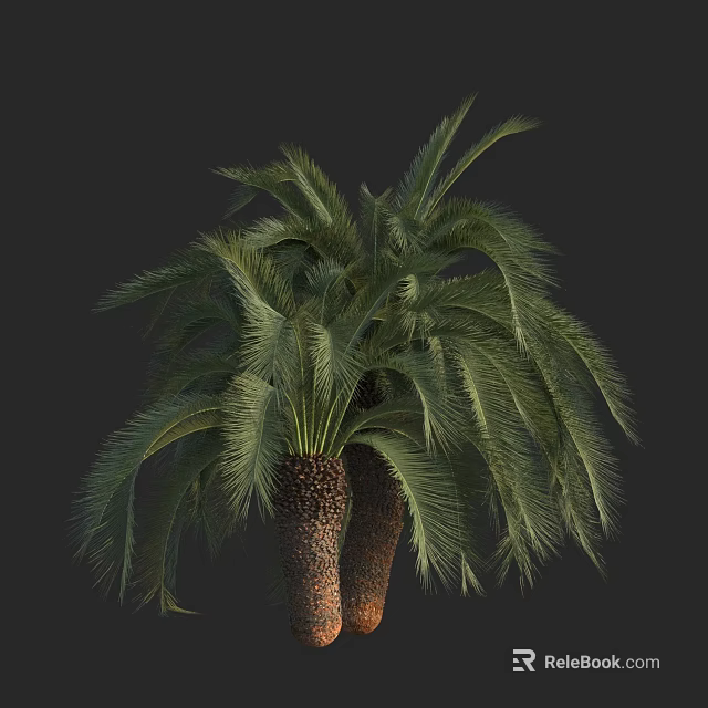 Lush Green Palm Trees With Long Feathery Fronds And Thick Brown Trunks 3d model 