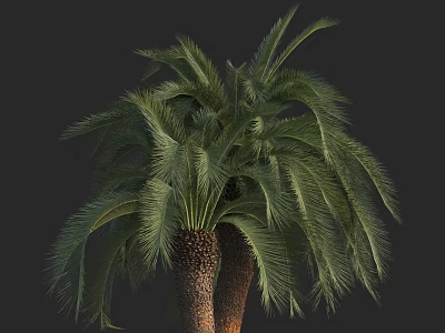 Lush Green Palm Trees With Long Feathery Fronds And Thick Brown Trunks 3d model