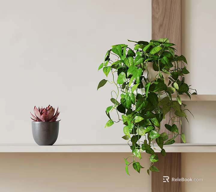 Succulent Plant in Gray Pot on White Shelf with Hanging Green Plant and Wooden Accent 3d model 