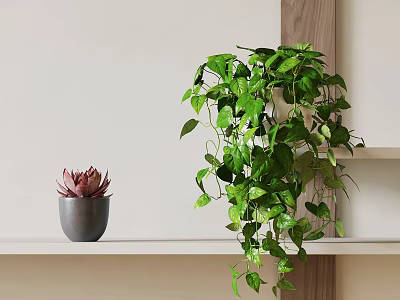 Succulent Plant in Gray Pot on White Shelf with Hanging Green Plant and Wooden Accent 3d model