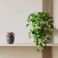 Succulent Plant in Gray Pot on White Shelf with Hanging Green Plant and Wooden Accent